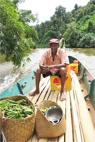 Transport en pirogue de la Vanille verte LAVANY sur le fleuve Ankavana