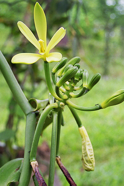 Fleur de Vanille fraîchement éclose et Boutons et jeunes gousses fécondées LAVANY Bourbon de Madagascar