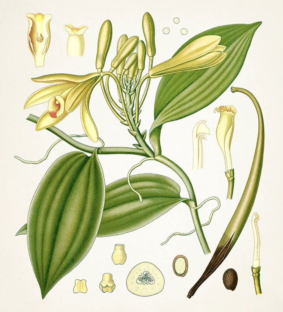 Planche bonatique Vanilla Planifolia - Illustration de 1887