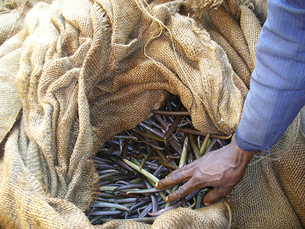 Etuvage des gousses après échaudage