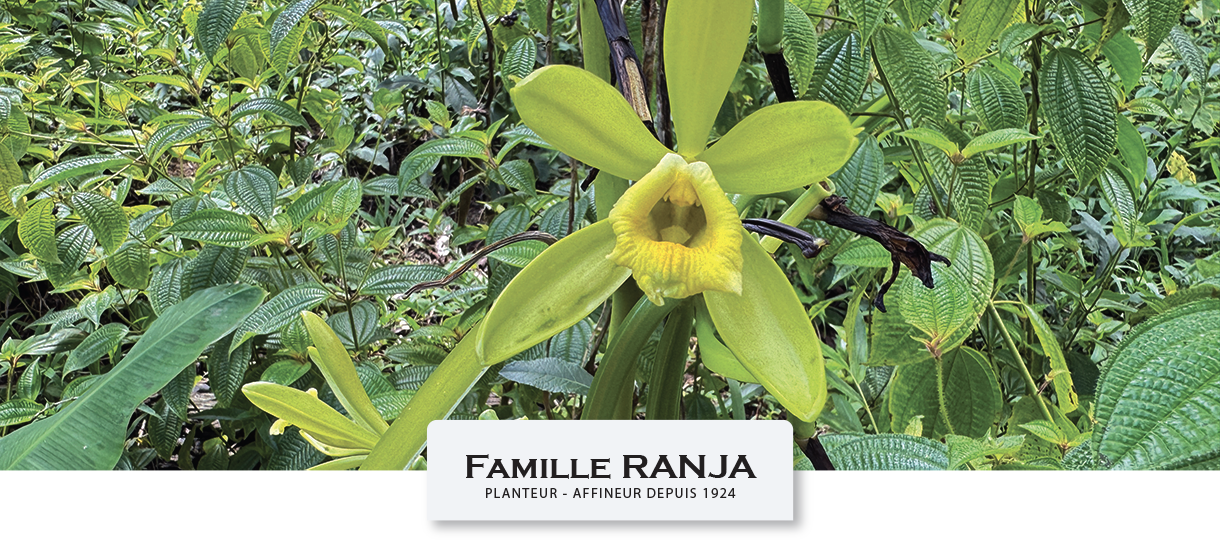 Fleur de Vanille LAVANY fraîchement éclose dans la brousse de Madagascar