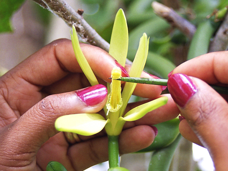 Pollinisation manuelle d'une fleur de Vanille fraîchement éclose de Vanille LAVANY Bourbon de Madagascar